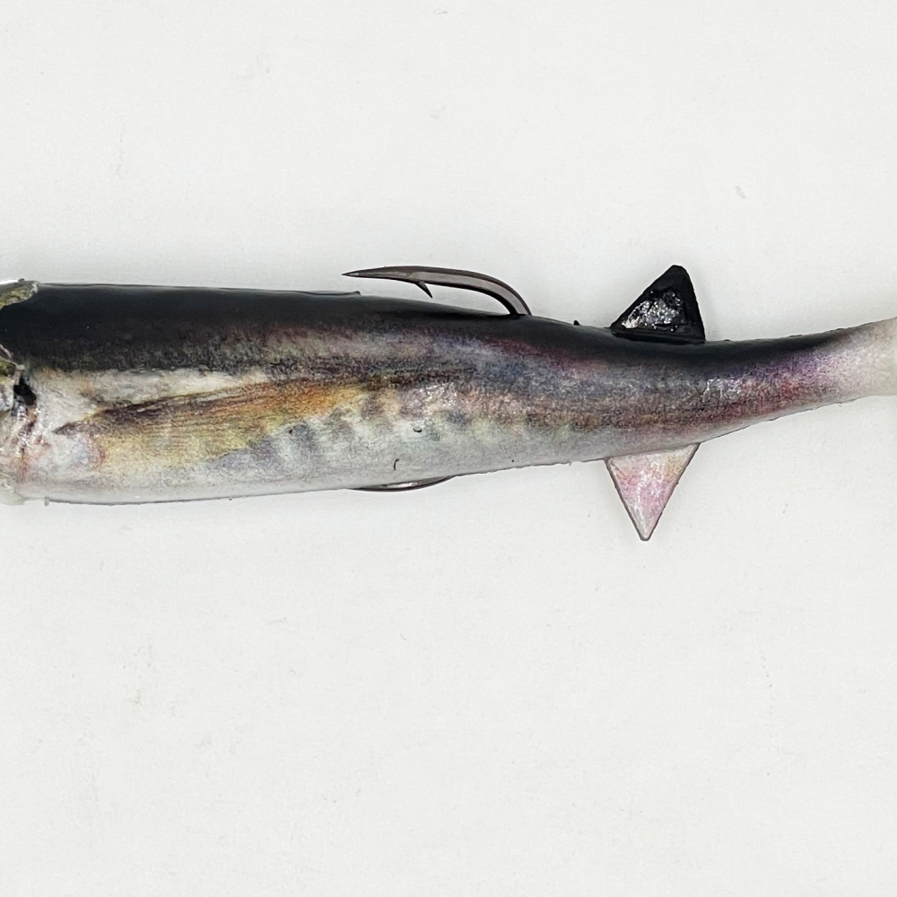 SABA 150GR-165MM REAL JACK